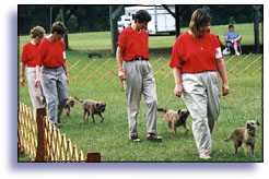 agility team