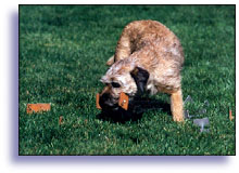 obedience BT
