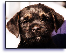puppy face