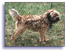 shaggy2.jpg