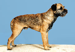 Border Groomed