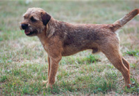 show coat
