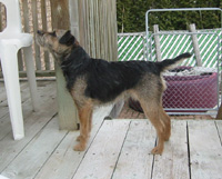 black and tan