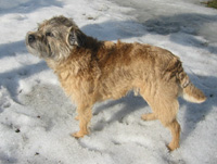 bushy coat